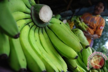 BBC melarang konsumsi pisang di kantor baru
