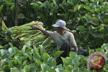 Indonesia tularkan ilmu olah eceng gondok ke Mesir