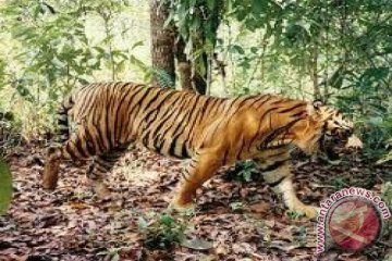 Meru Betiri akan dipasang puluhan video pemantau harimau Jawa
