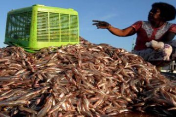 PASAR IKAN JEMPUR