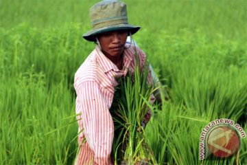 Petani NTT diimbau kembangkan verietas "inpari"