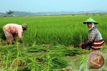 Lamongan gandeng Batan kembangkan pertanian dengan teknologi nuklir