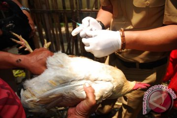 Pemkab Lampung Selatan vaksinasi ribuan unggas 