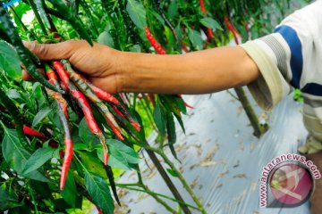 Petani cabai Indramanyu terancam tidak panen