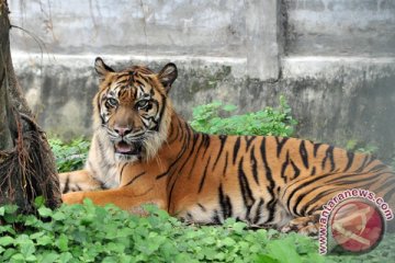 17.562 pengunjung Kebun Binatang Surabaya