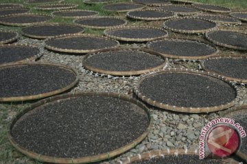 Dosen UGM kembangkan teknologi fermentasi kecap