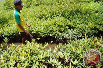 Akibat tambak, satu hektare lahan mangrove di Agam-Sumbar rusak