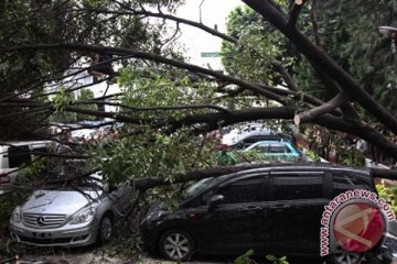 Gubernur DKI minta warga waspada pohon tumbang