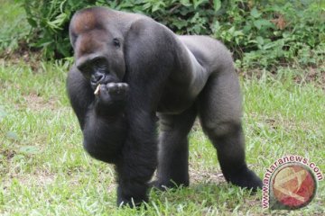 Gorila dibunuh karena bocah terjatuh ke kandangnya