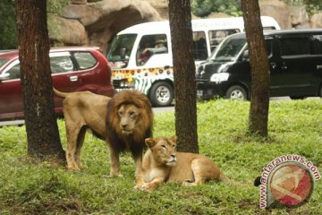 BKSDA Jambi belum tetapkan tersangka pembunuh sepasang singa, harimau