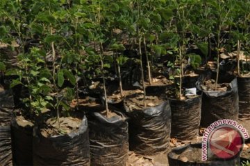 2500 pohon ditanam di bantaran Sungai Ciwulan