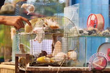 Penjual hamster