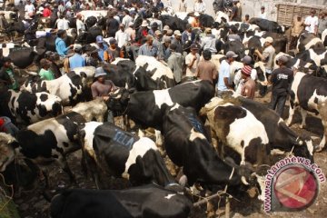 Kementan produksi 1.050 bibit sapi perah unggul