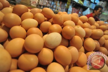 Mengenal khasiat telur ayam kampung arab