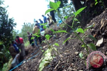 "Urban Farming" solusi ketahanan pangan di Surabaya
