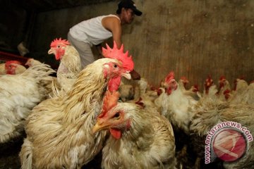 Kementan harap inovasi ayam probiotik Lampung direplikasi