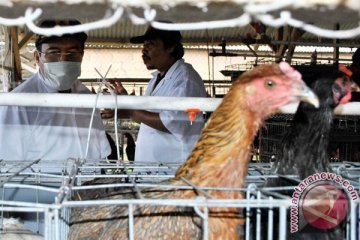 Balitnak nilai uji coba ayam unggul di Gorontalo berhasil