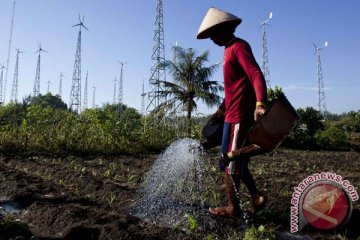 Lamaholot beradaptasi dengan kembali ke sorgum