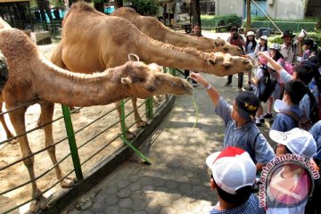 Unta koleksi Kebun Binatang Surabaya tinggal 7 ekor