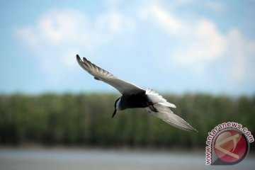 BirdLife deteksi jalur migrasi dara laut di Seram Utara