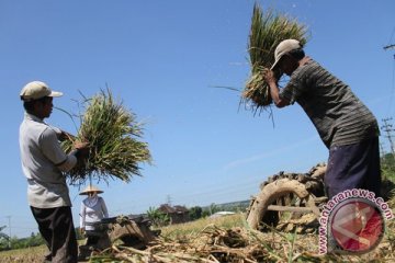 Sistem asuransi usaha tani padi diuji coba