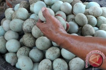 Limbah telur bisa dimanfaatkan untuk pakan bebek