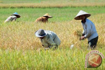 Awal Maret Bantul panen raya padi seluas 7.549 hektare