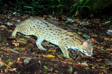 Kucing hutan serang pria Massachussetts di garasi