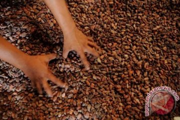 Indonesia ingin jadi produsen kakao terbesar dunia