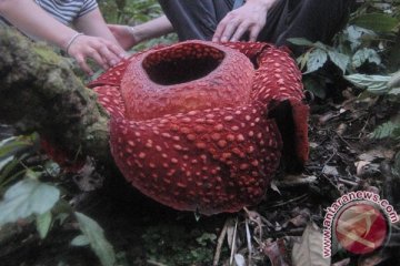 Tiga Rafflesia arnoldii mekar di Bengkulu