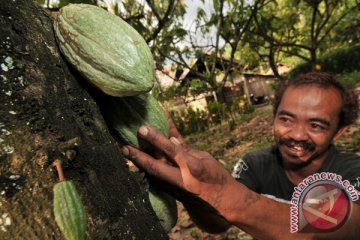 Petani kakao malah diuntungkan apresiasi dolar AS