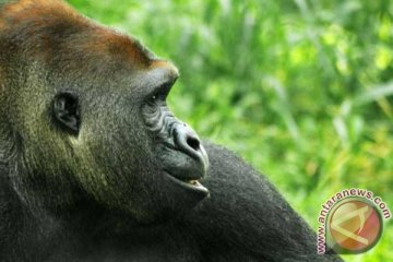 Lebaran hari kedua, pengunjung Ragunan membludak