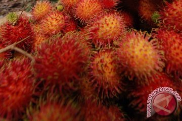 Petani rambutan dan manggis Lebak menggeliat 