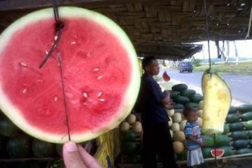Semangka Lampung