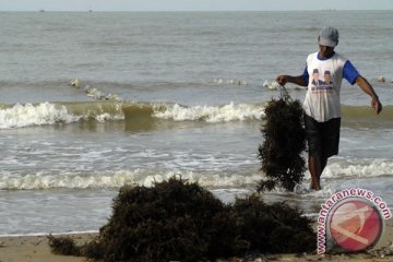 Indonesia  tergetkan  produksi rumput laut 200.000 ton