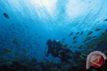 IMI minta pemerintah menata ruang bawah laut