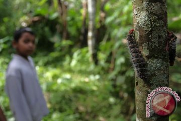 Hama ulat serbu dua dusun di Pamekasan