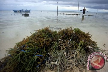 Pabrik rumput laut di Ternate siap berproduksi
