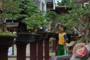 Ratusan  bonsai dipamerkan di Surabaya