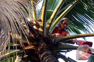 Kerajinan kursi pohon kelapa banyak diminati