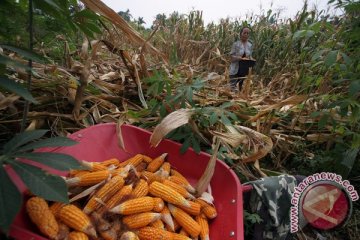 80 persen tanaman jagung di Zambia rusak diserang ulat bulu
