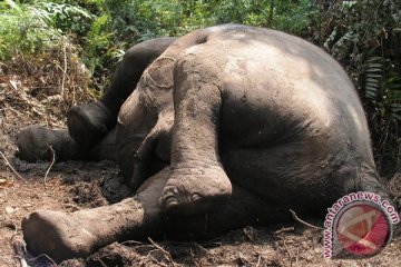 Kematian gajah di Sumatra kebanyakan akibat racun