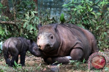 Jejak badak sumatera ditemukan di Kalimantan