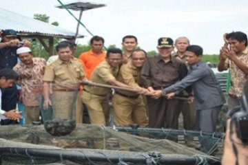 Pejabat Kepri Panen Kerapu/Henky Mohari