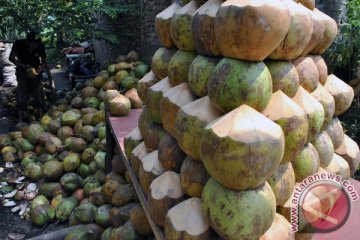 Pedagang buah kelapa muda di Palembang bermunculan