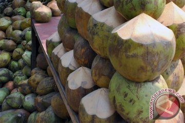 Permintaan tinggi, harga buah kelapa muda naik
