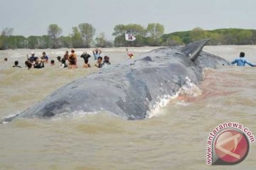 Ikan paus terdampar di Bintan