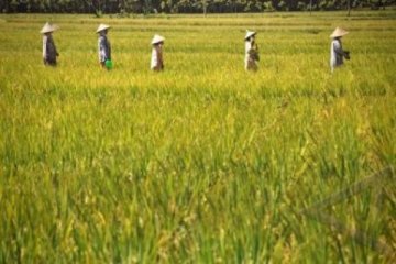 PENCETAKAN SAWAH BARU