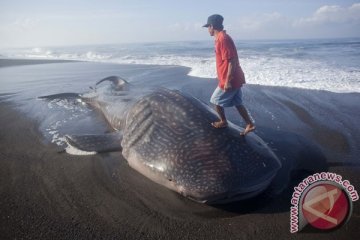 Hiu besar terdampar di Pantai Dulupi, Gorontalo