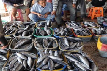 HARGA IKAN MELONJAK